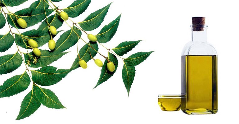Keep mosquitoes away - Neem Oil