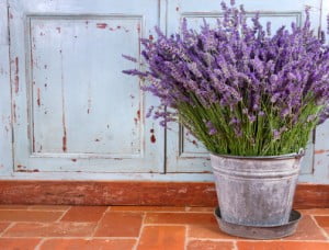Lavender plant to repel mosquito