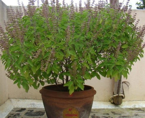 Mosquito Repellent 04