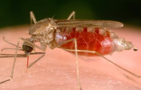 Chikungunya