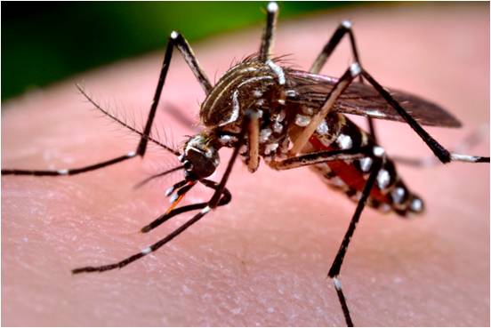 Mosquito