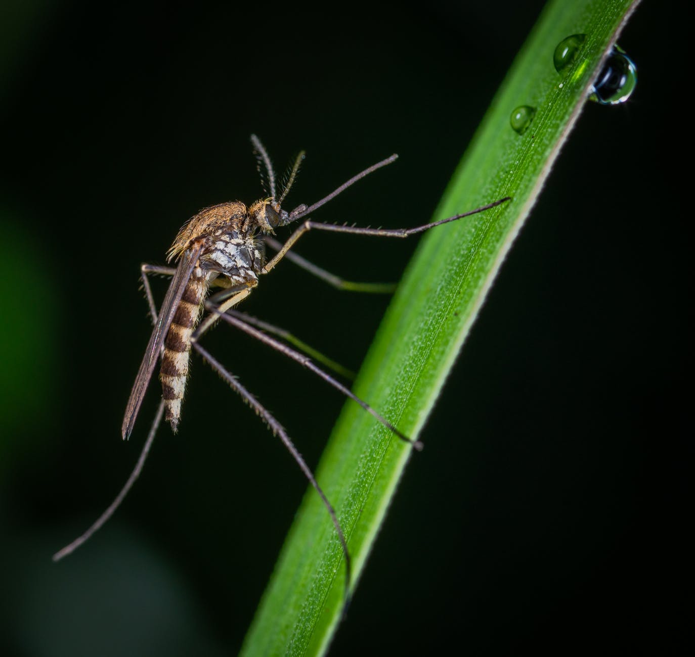 Avoid mosquit bites this monsoon