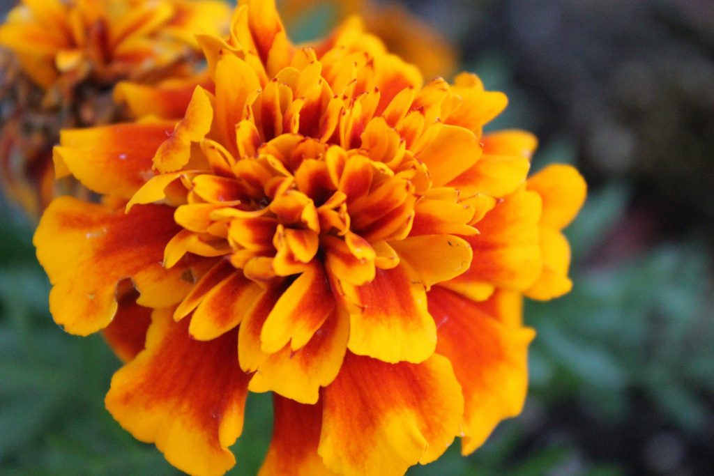 8 Winter Plants To Grow Indoors - Marigold
