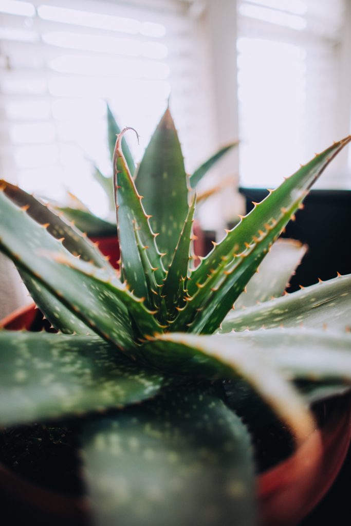 Tartar on teeth - Aloe Vera