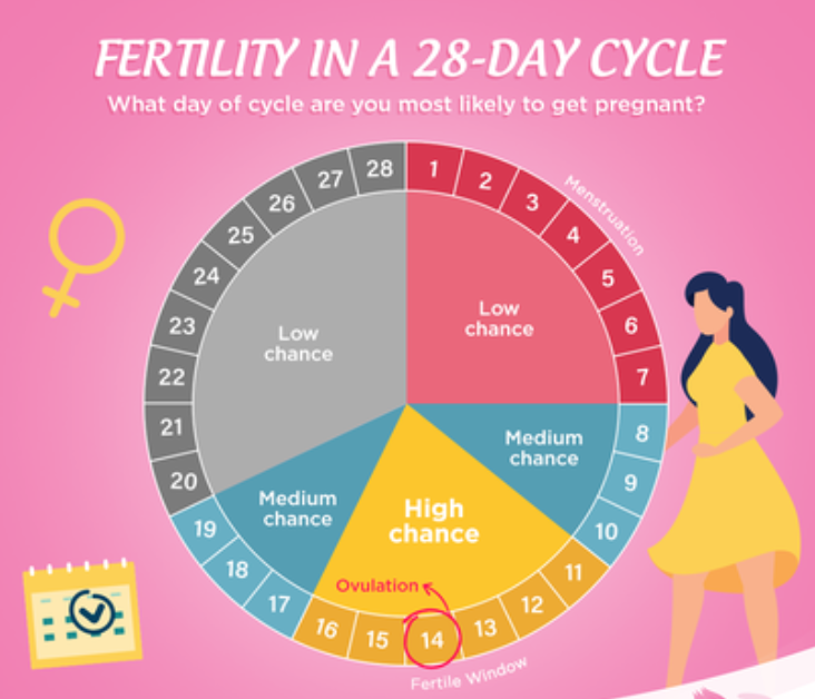 The Science Behind Ovulation And How To Track Your Ovulation Cycle 9453