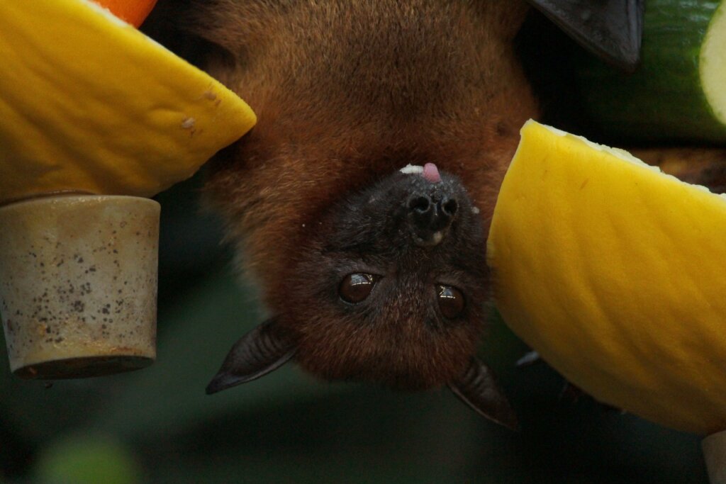 Bat's urine, blog or saliva contains Nipah virus
