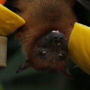 Nipah Virus – Understanding The Threat, Symptoms, Causes, And Treatment